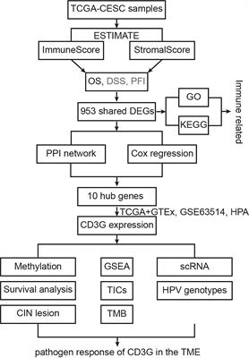 A novel prognostic biomarker CD3G that correlates with the tumor microenvironment in cervical cancer